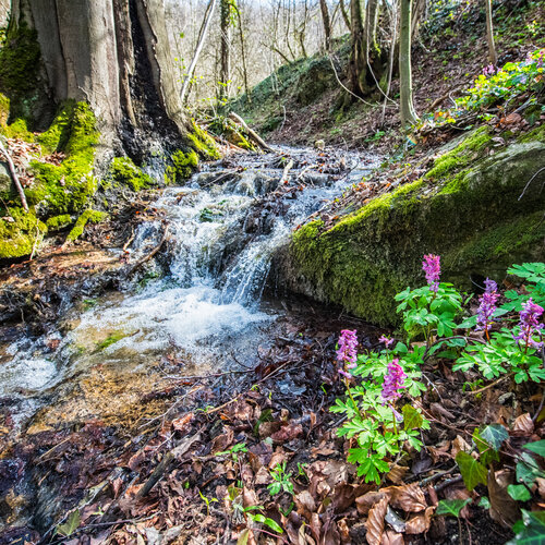 Ein kleiner Bach fließt durch den Wald an einem Baum vorbei. Im Vordergrund blühen lilafarbene Blumen.
