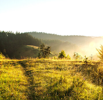 Leicht nebliger Blick über eine Wiese und hügelige Wälder, die von den Sonnenstrahlen erleuchtet werden.